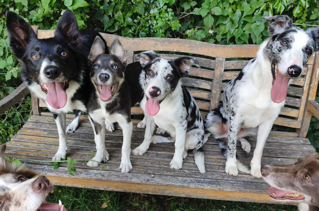 Four Border Collies sitting in a row on a garden bench, a fifth appearing underneath