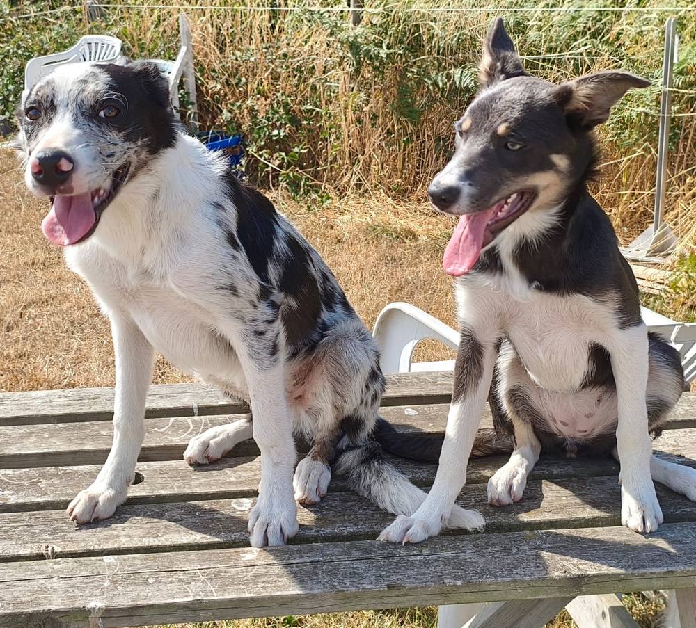 Two Border Collies sitting on a wooden bench in the sun, tongues out