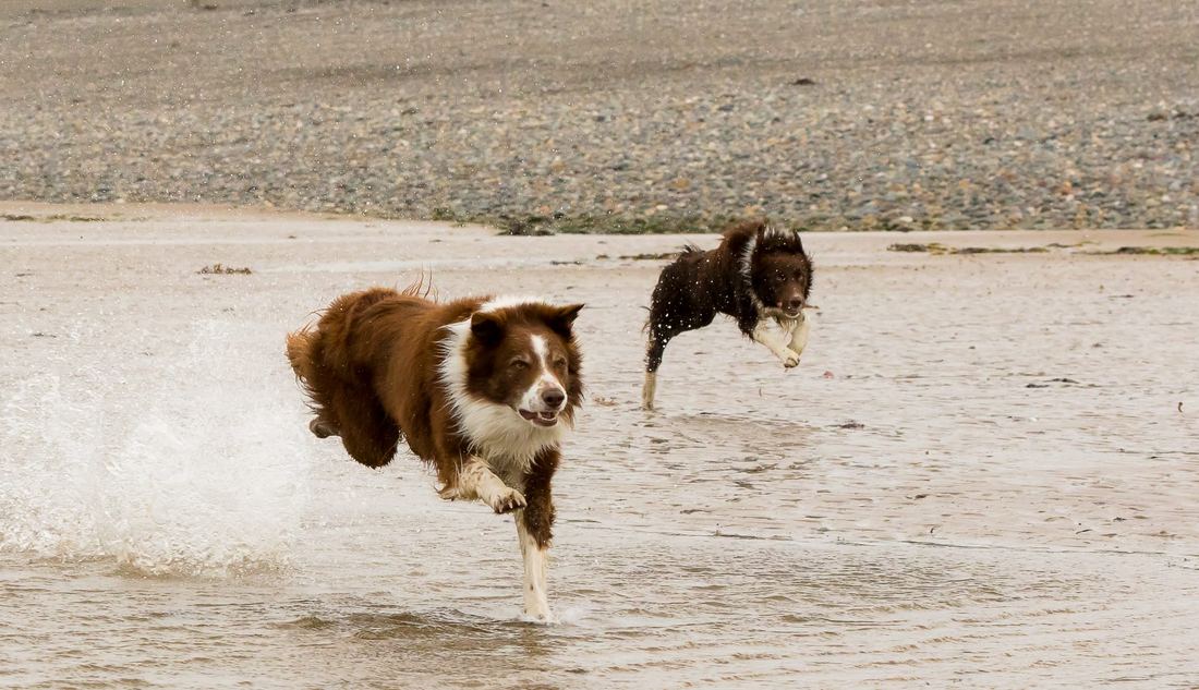 Two Border Collies running side by side along a beach