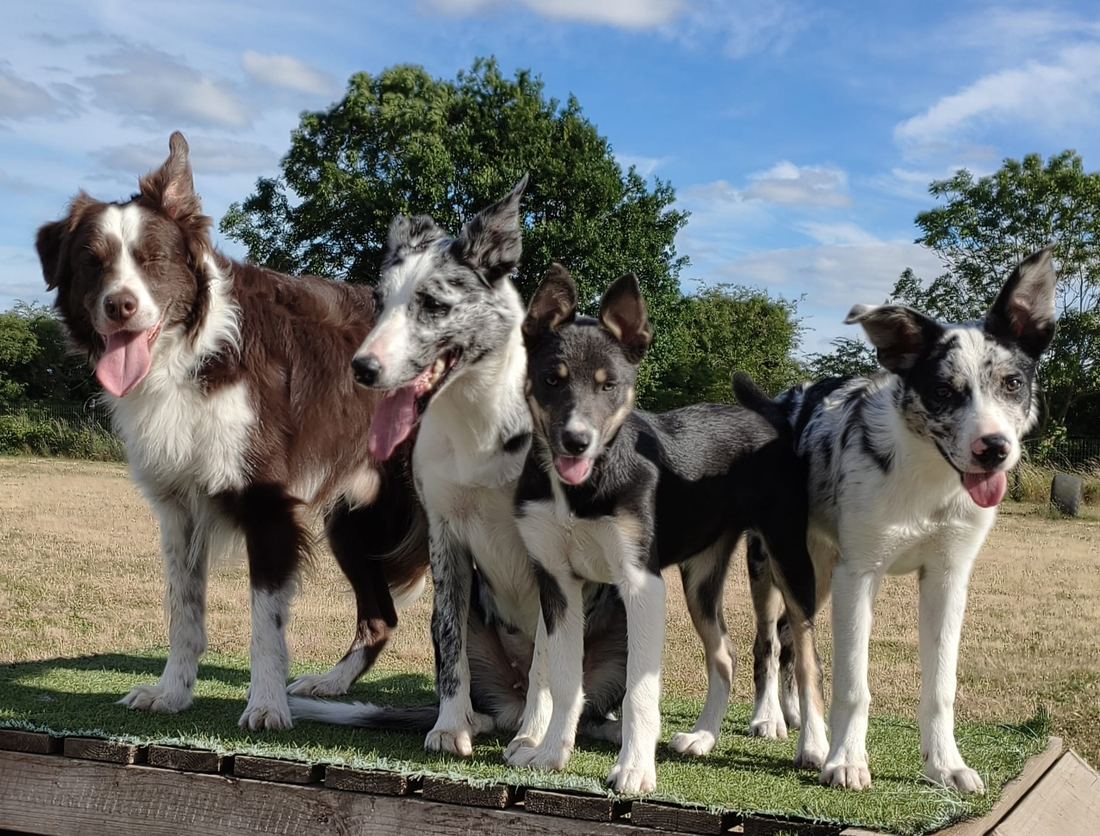 Four Rippletrix Border Collies standing together on a low wooden platform on grass, tongues out