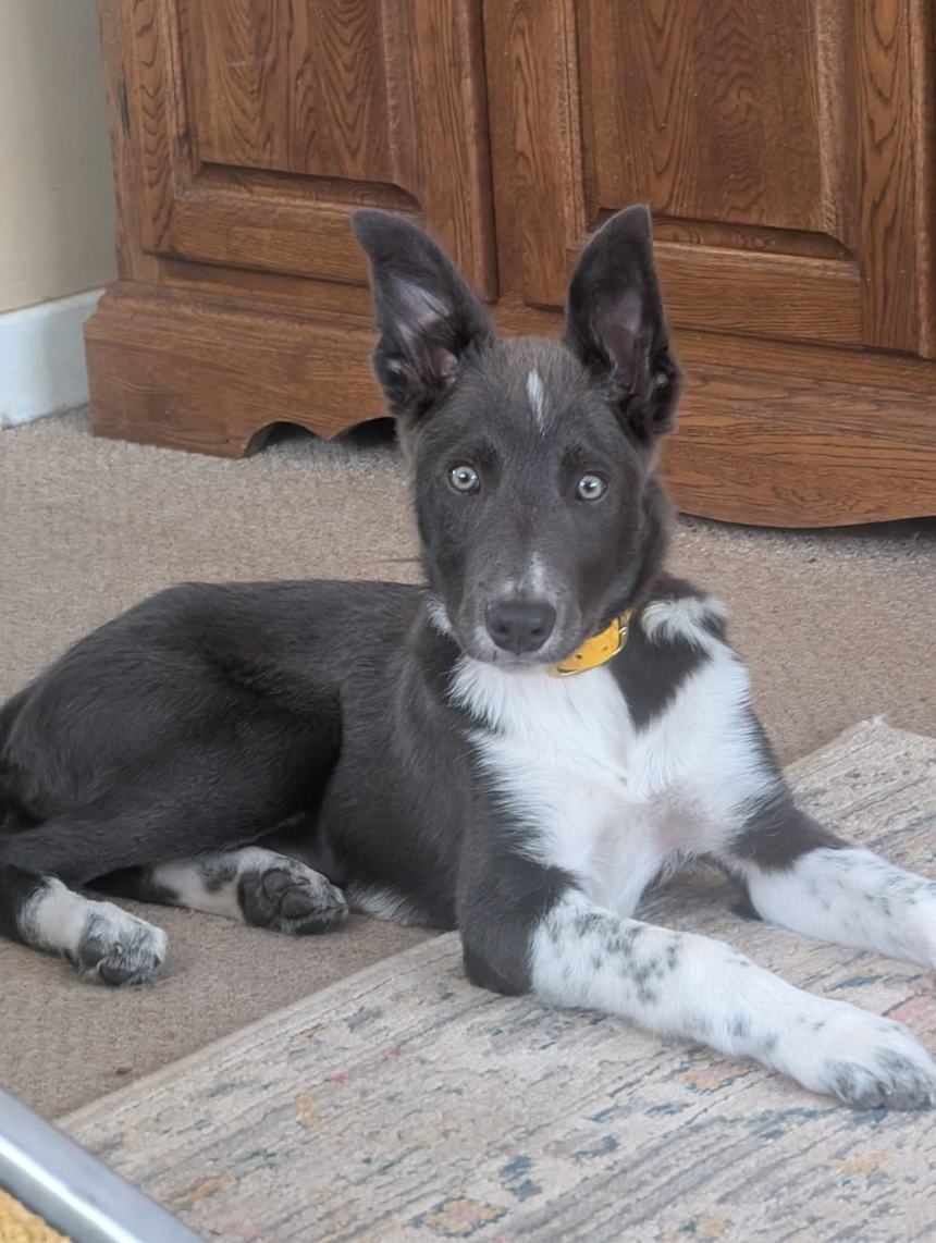 A blue and white Border Collie puppy lying on a carpet, ears up, staring directly into the camera