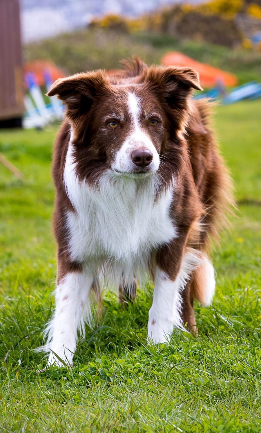 A brown and white Border Collie standing on grass, looking at the camera