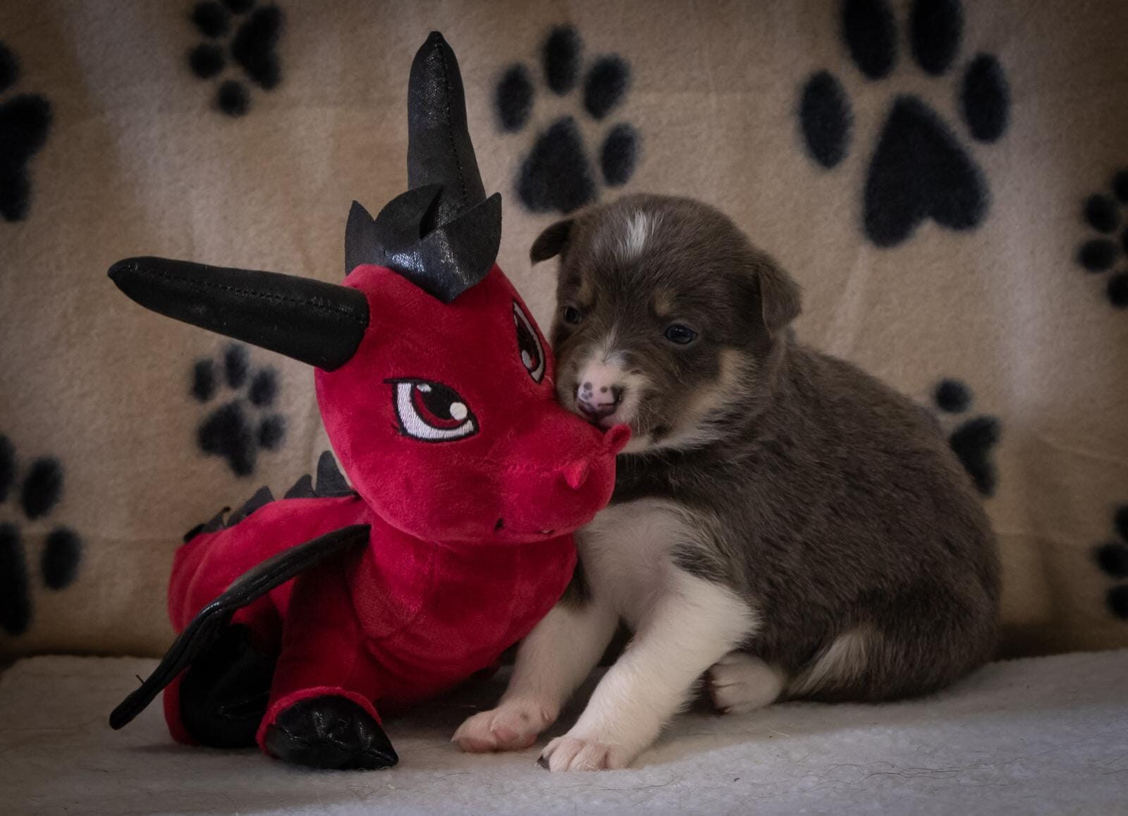 Rippletrix Dee Seized Demon as a young puppy cuddling a red plush dragon toy on a paw-print blanket