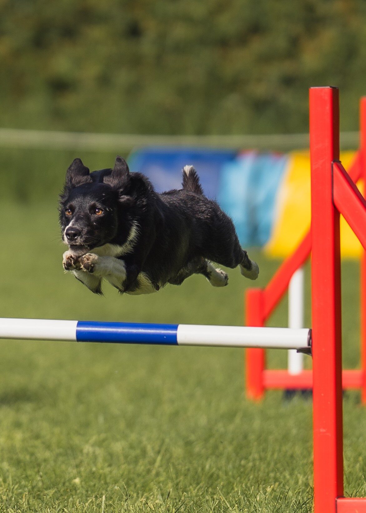 Freak — Freak Out at My Love Bunny — a black and white Border Collie mid-jump over an agility bar
