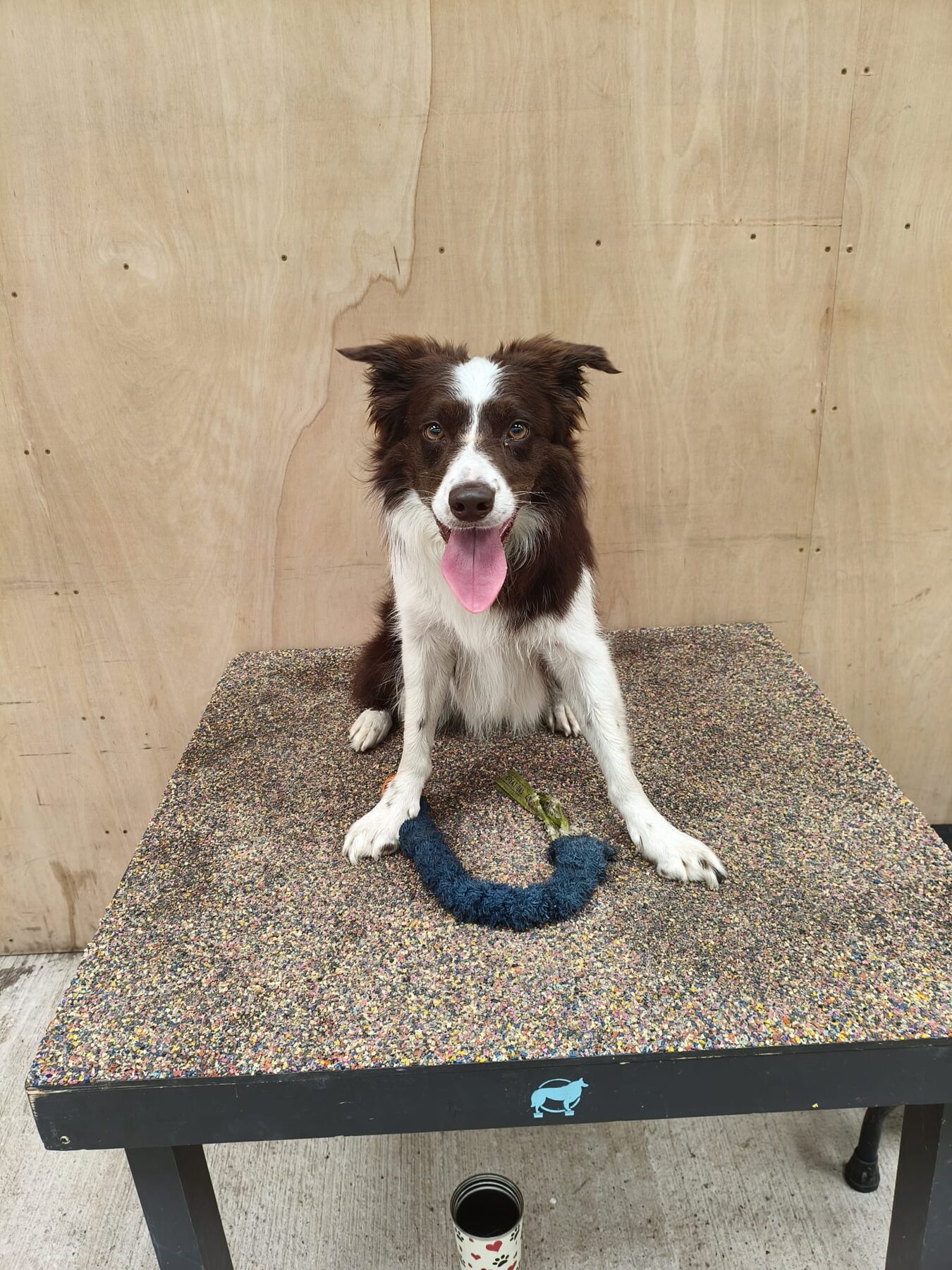 Fusion — Coalfield Fusion of the Real — sitting on a physiotherapy conditioning platform