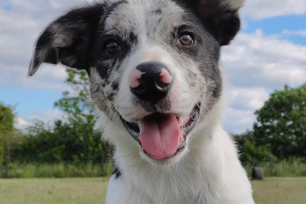 Rippletrix Hell Raiser — a blue merle and white Border Collie puppy sitting on a green agility platform outdoors, tongue out