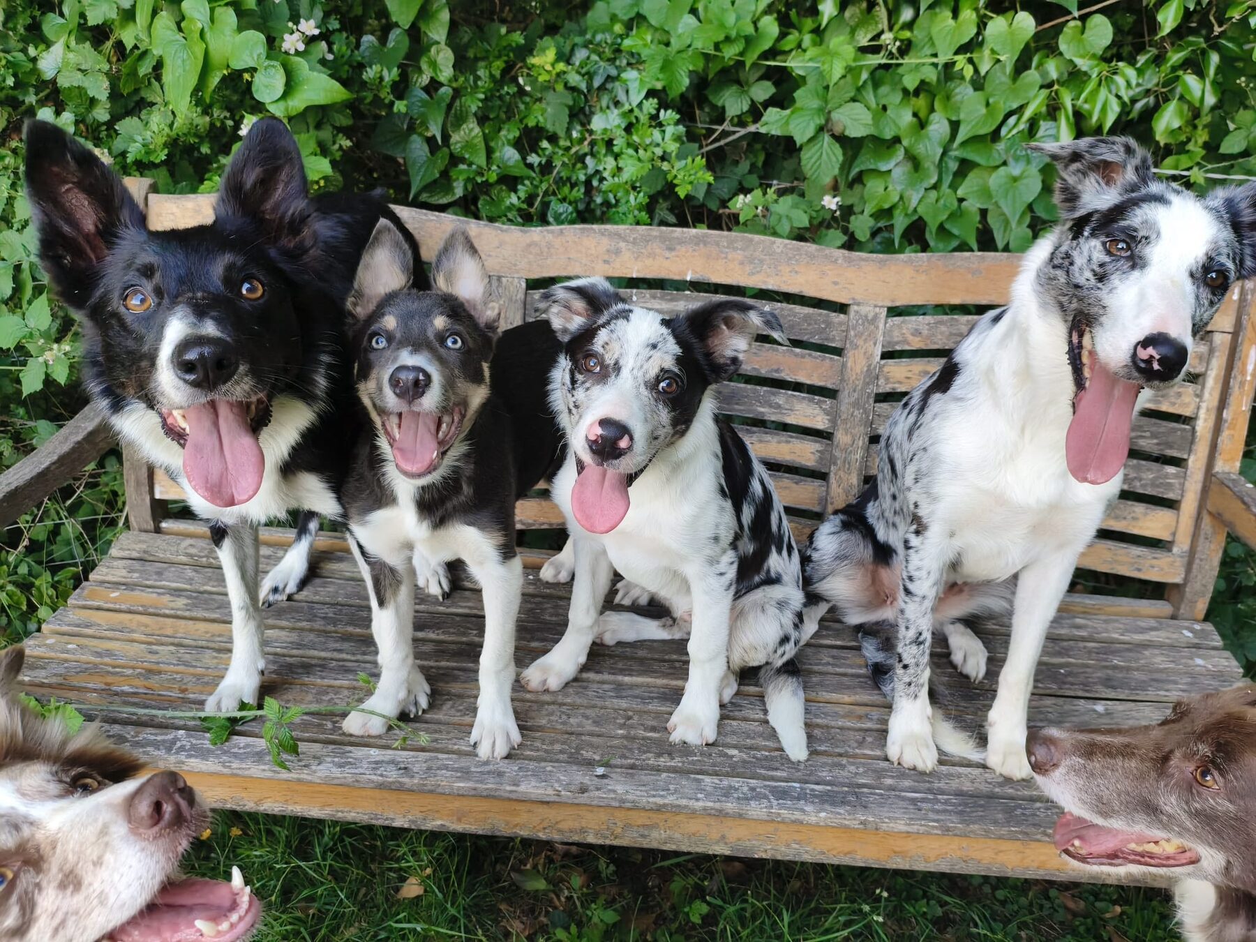 Four Rippletrix Border Collies — Freak, Demon, Creep and Zombie — sitting side by side on a wooden garden bench
