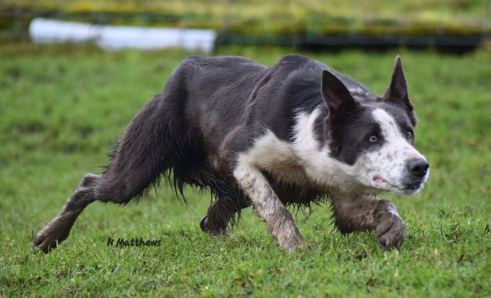 Hilltop Zak in the classic working sheepdog eye stance — low, stalking, tracking the sheep
