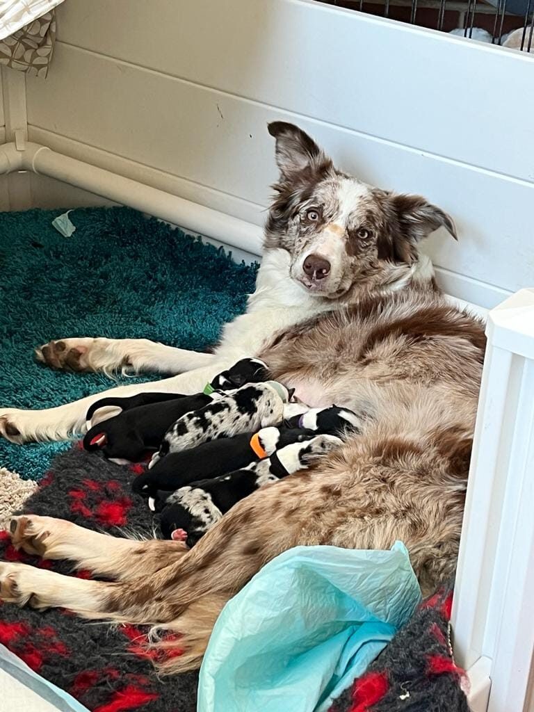 Niobe lying on her side nursing a litter of newborn Border Collie puppies