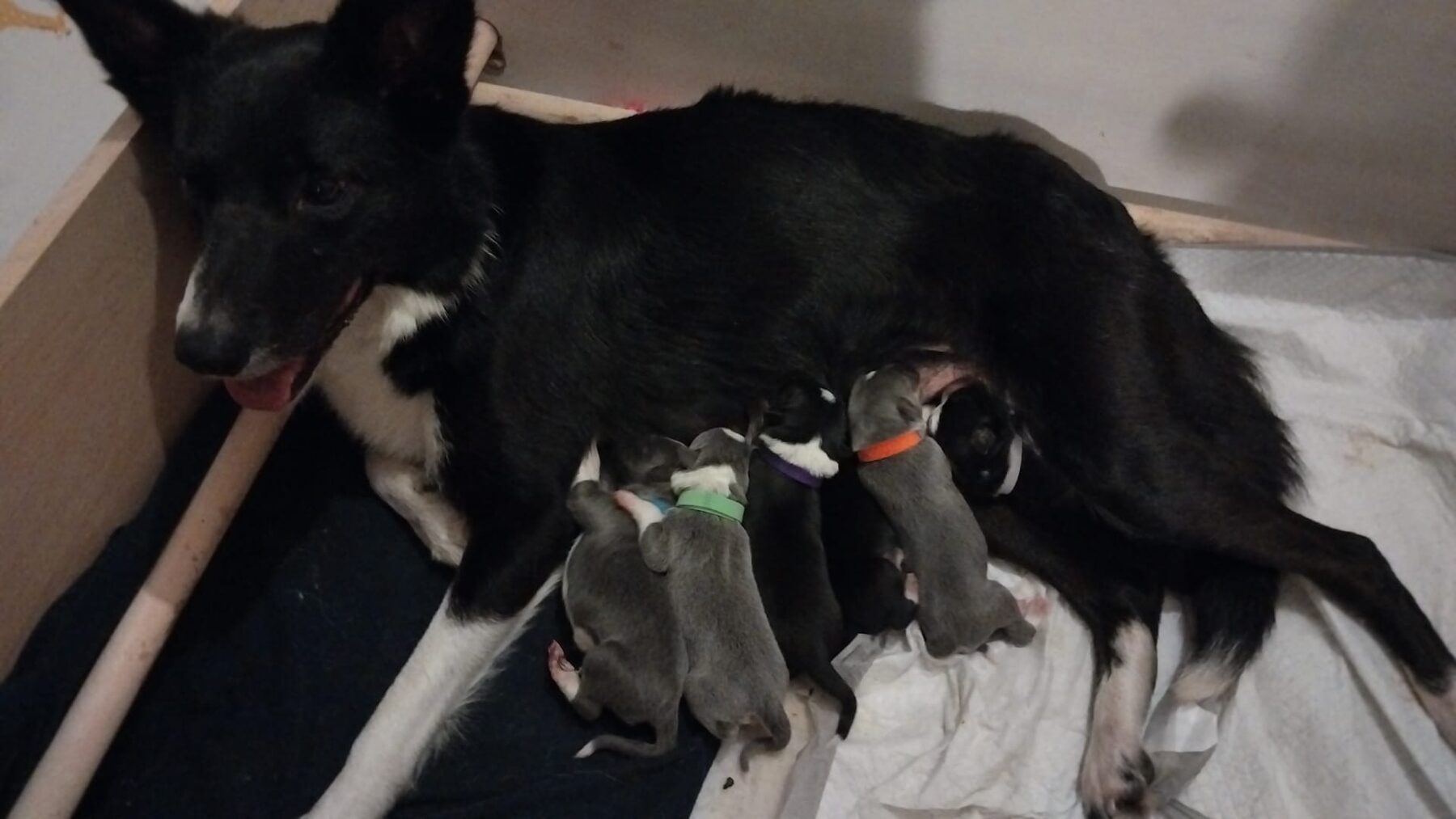 Freak lying on a whelping blanket nursing her newborn litter by Hilltop Zak