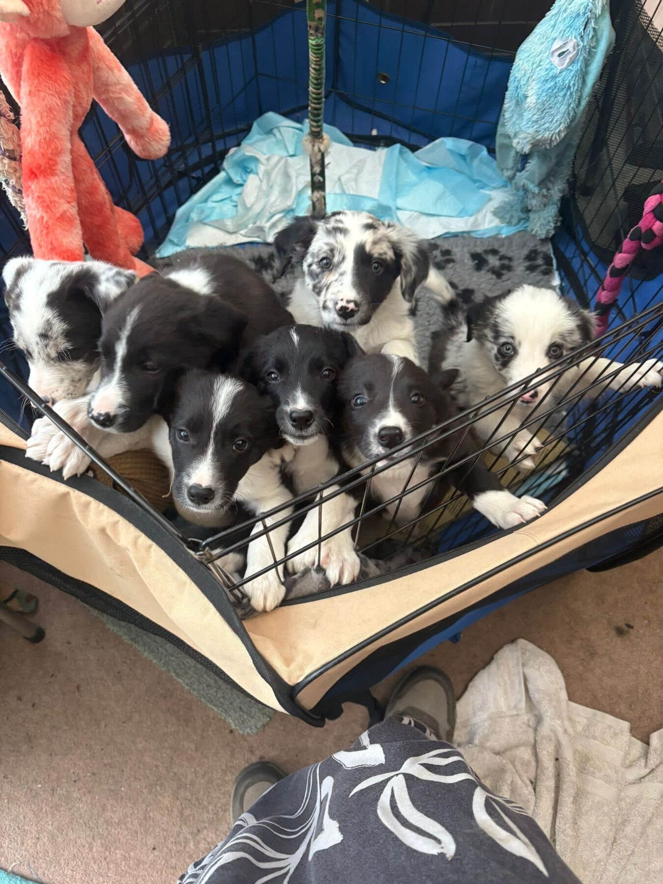 A litter of seven Border Collie puppies from Switch × Zombie piled together in a puppy playpen at Rippletrix