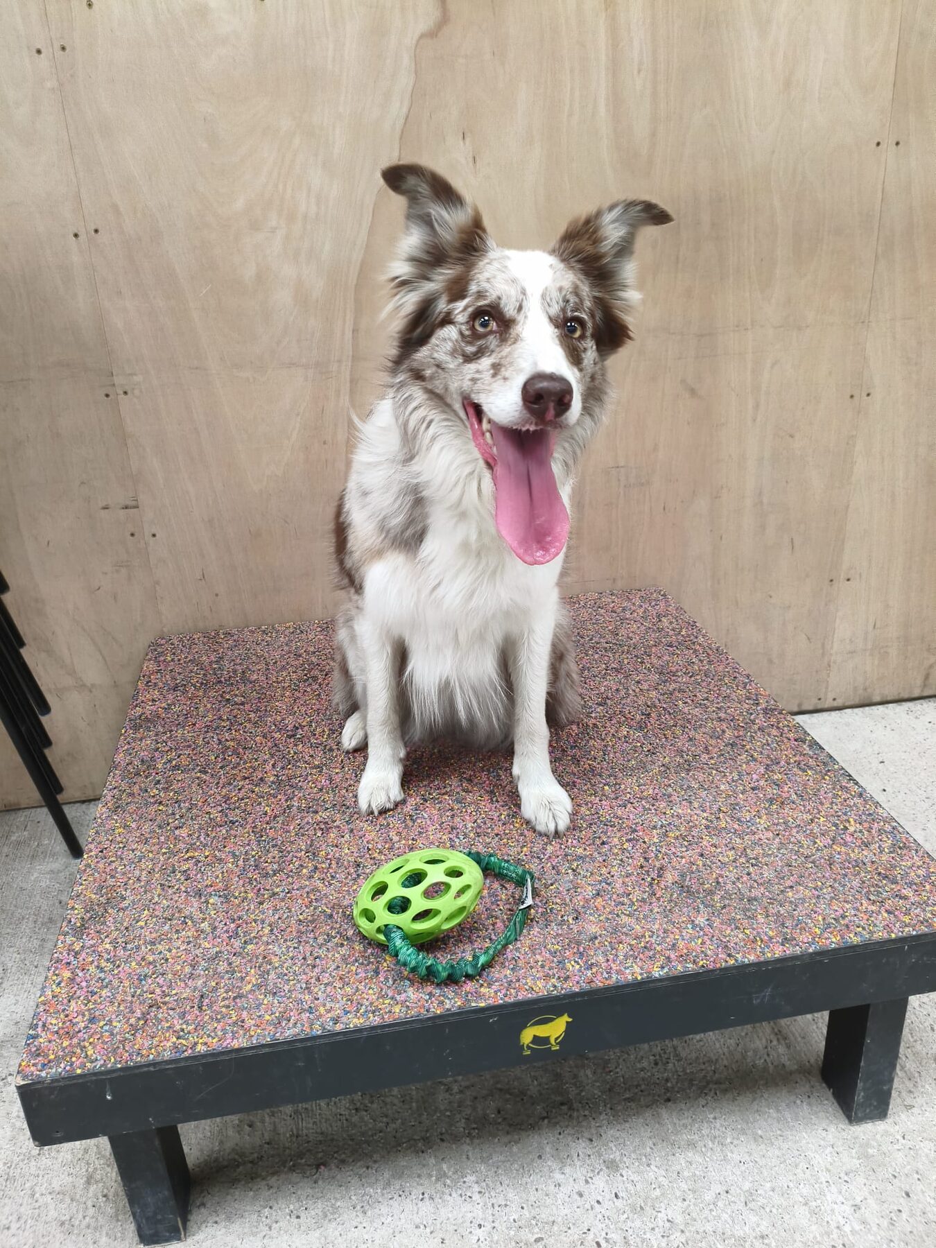 Niobe — Fellspirit Nio Be Speedy — a red merle and white Border Collie sitting on a physio platform