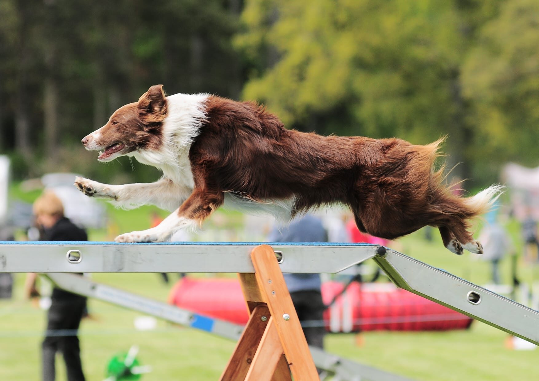Psyfer in full flight over an A-frame contact obstacle at a UK agility show