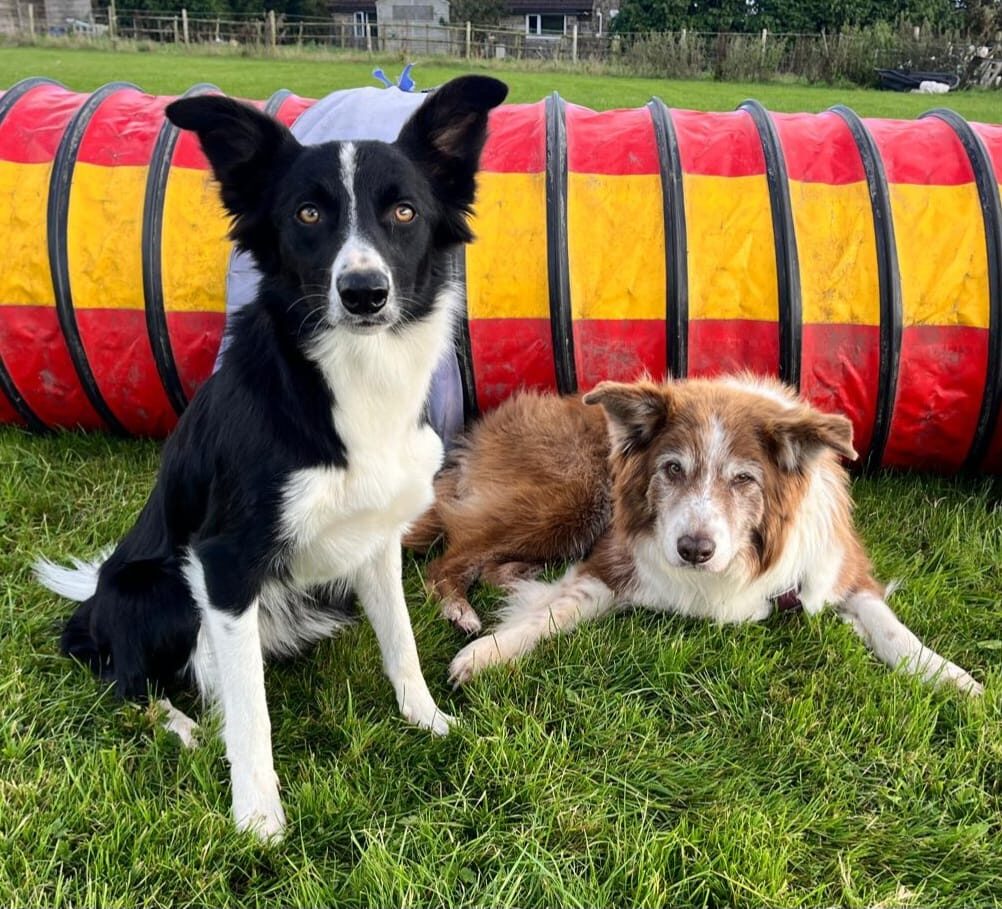 Psyfer at fifteen years old sitting alongside a young adult Toxic in front of a red-and-yellow agility tunnel, taken shortly before Kate lost him