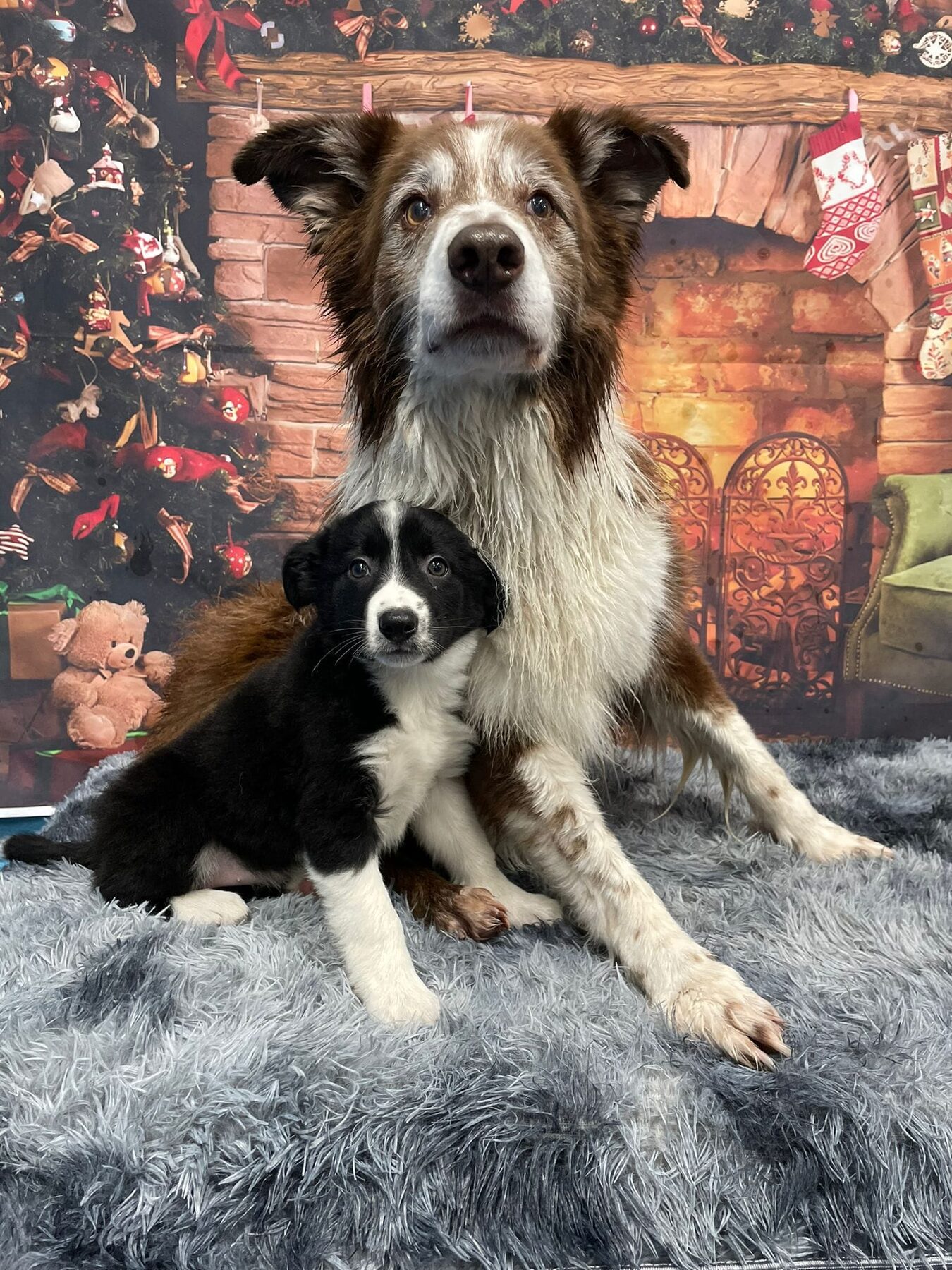 Psyfer sitting on a grey rug in front of a Christmas fireplace backdrop with a young black-and-white Toxic puppy between his front legs