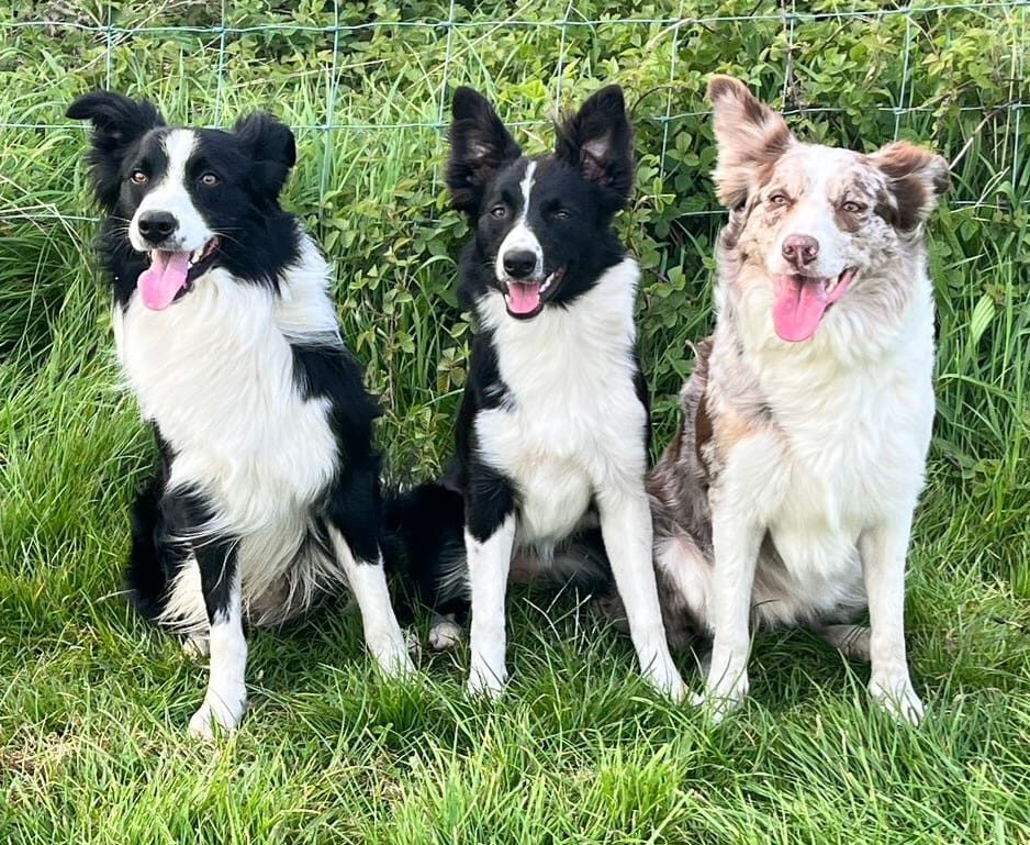 Three Rippletrix Border Collies sitting together in long grass — two black-and-white adults and Niobe on the right