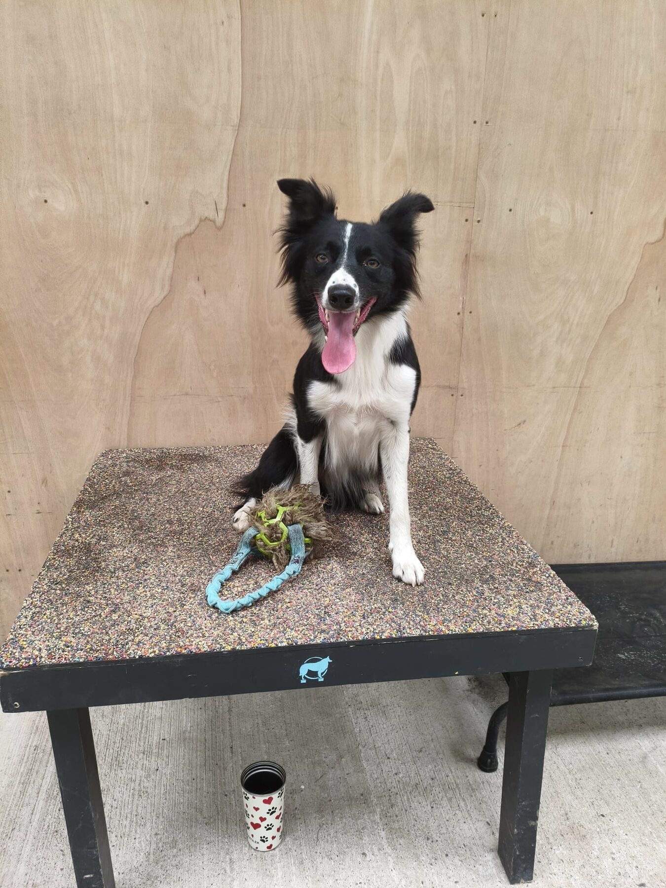 Toxic — Dallas × Niobe — a black and white Border Collie sitting on the physio platform