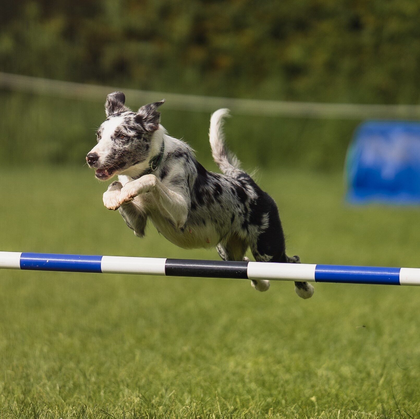 Zombie — Rewinds Little Fright — a blue merle and white Border Collie mid-air over an agility jump