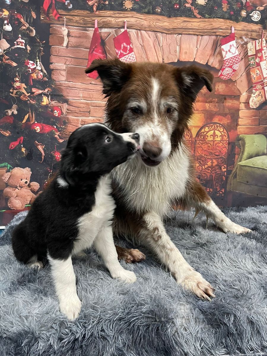 An older Border Collie sitting with a young black and white puppy nuzzling his nose