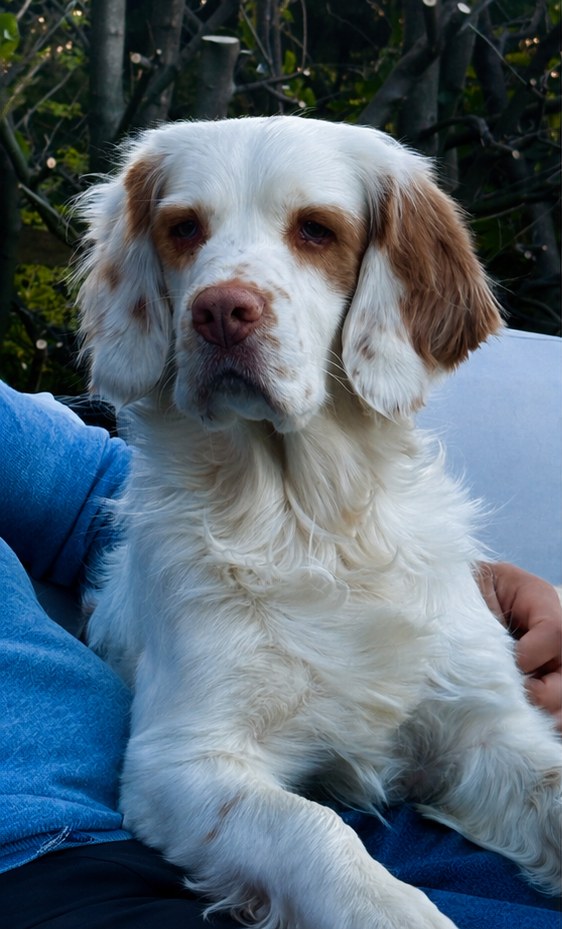Starmaking Phesi ("Bear")